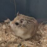 Roborovski dwarf hamsters