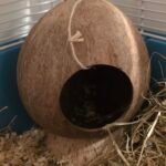 Coconut hideout review!