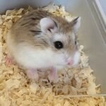 Welcome to HamsterBlog !